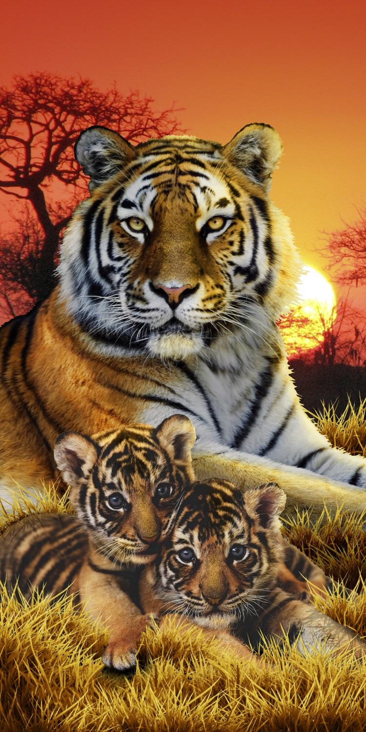 image-454864-BENGAL FAMILY.jpg